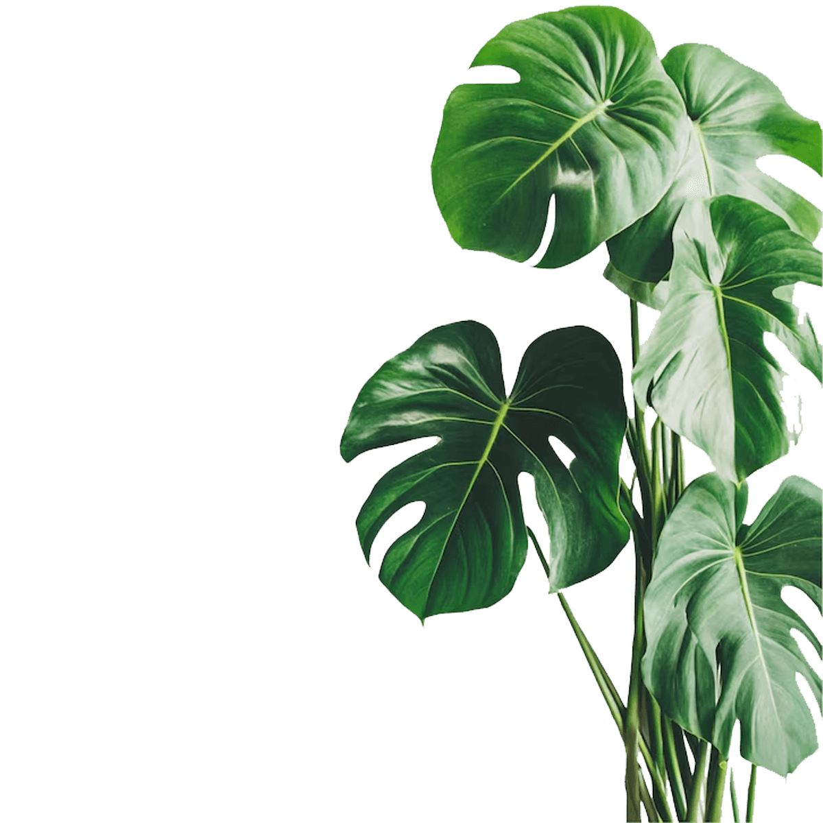 plant with no bg